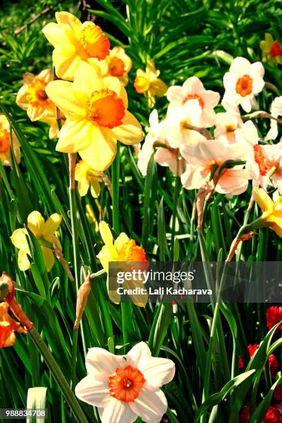 daffodils - lali stockfoto's en -beelden