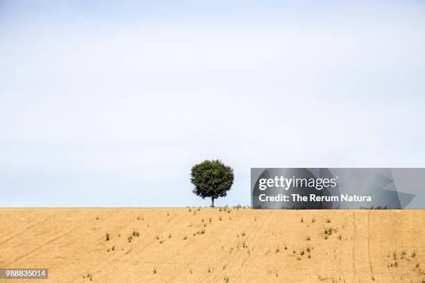 disegna un albero / draw a tree - albero stock pictures, royalty-free photos & images