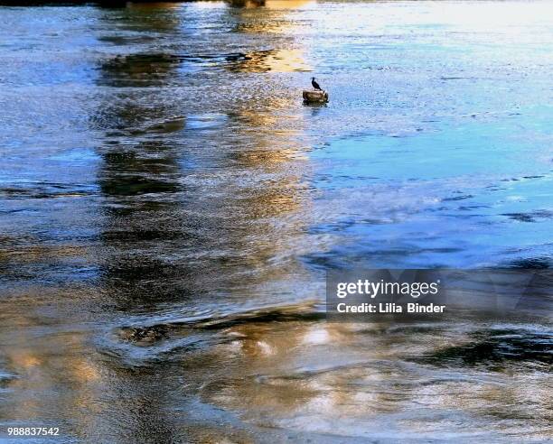 east river & floating bird - wet bird stock-fotos und bilder