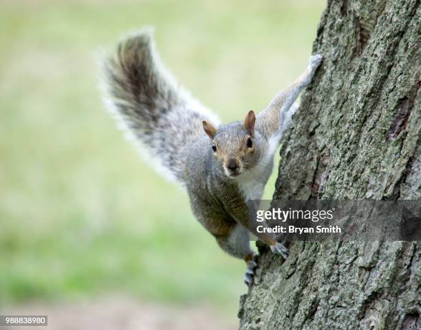strike a pose! - gray squirrel foto e immagini stock