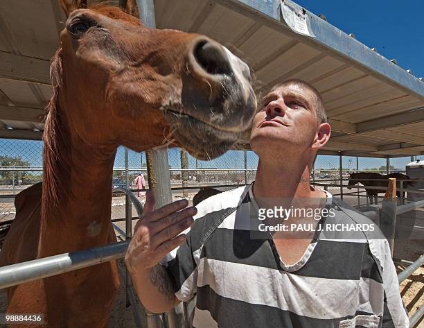 Inmate Christopher Lee jailed for drug possession dodges a lick from a horse as he works in the stables for abused horses inside Sheriff Joe Arpaio's...