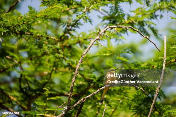 arusha national park - arusha national park stock pictures, royalty-free photos & images