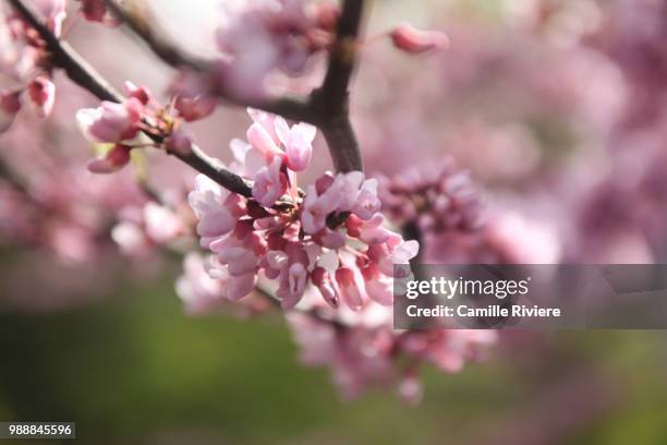 la vie en rose - arbre vie stock pictures, royalty-free photos & images