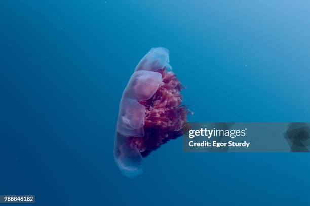 jellyfish - lions mane jellyfish stock pictures, royalty-free photos & images