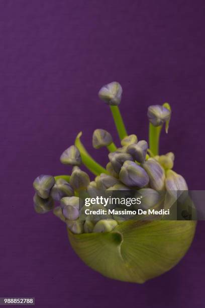 agapanthus - medici stock pictures, royalty-free photos & images