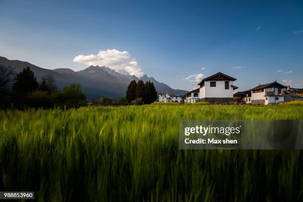 rural scenic in lijiang countryside, yunnan province, china - wheatgrass stock pictures, royalty-free photos & images