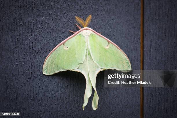 luna moth - luna moth stock pictures, royalty-free photos & images