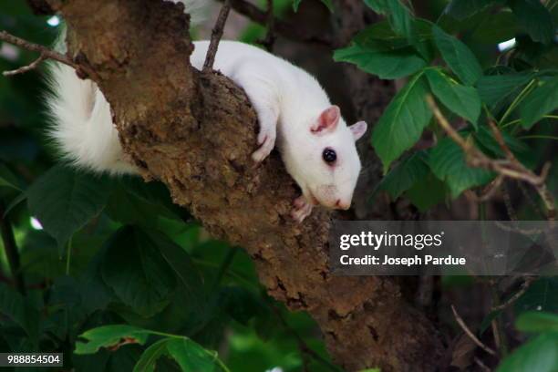 albino squirrel - pardue stock pictures, royalty-free photos & images