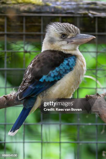 kookaburra - nederland van boven stock pictures, royalty-free photos & images