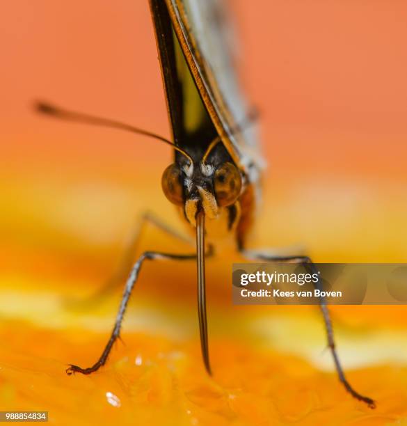 butterfly soaking orangejuice - nederland van boven stock pictures, royalty-free photos & images