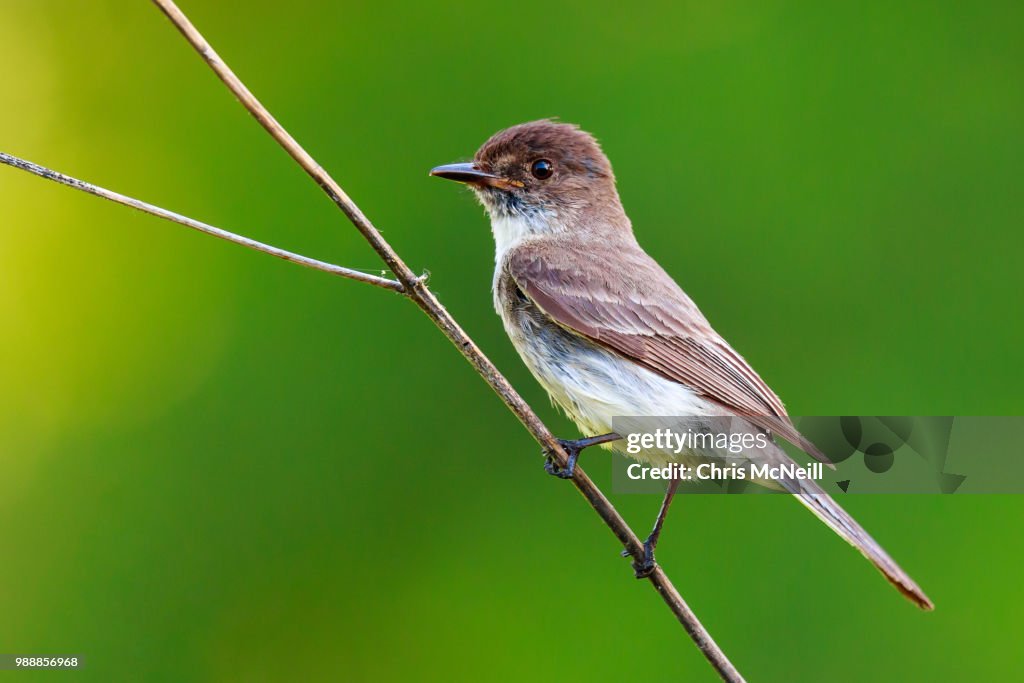 Eastern Wood-Pewee