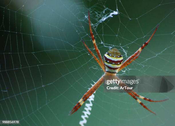 spidermacro - getingspindel bildbanksfoton och bilder