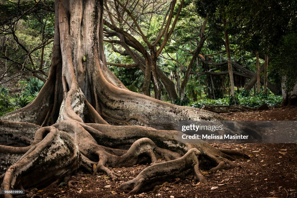 Valuable Tree Roots Roots Of Old Tree High-Res Stock Photo - Getty Images
