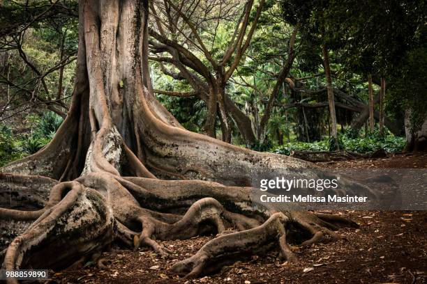 roots of old tree - jungle tree bildbanksfoton och bilder