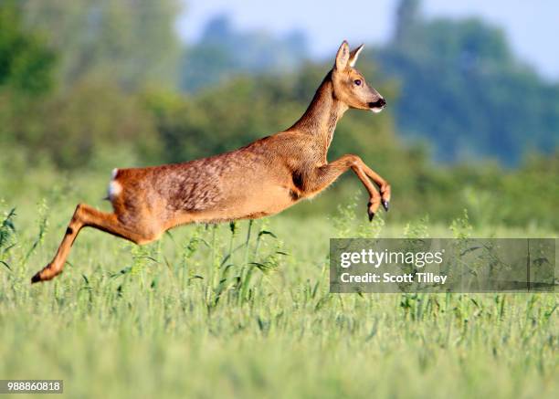 roe deer - antelope jumping stock pictures, royalty-free photos & images