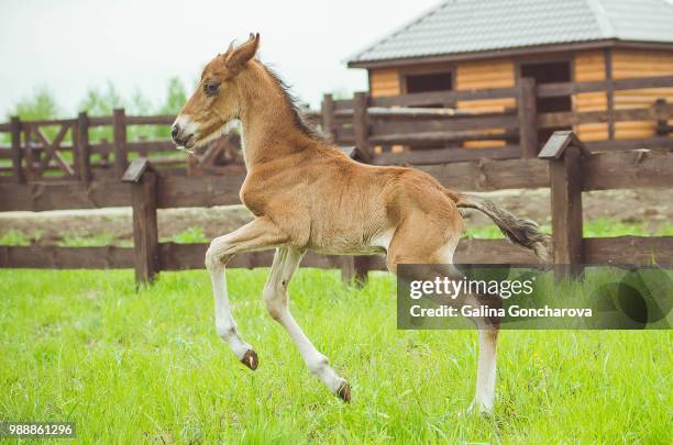 Little Foal High-Res Stock Photo
