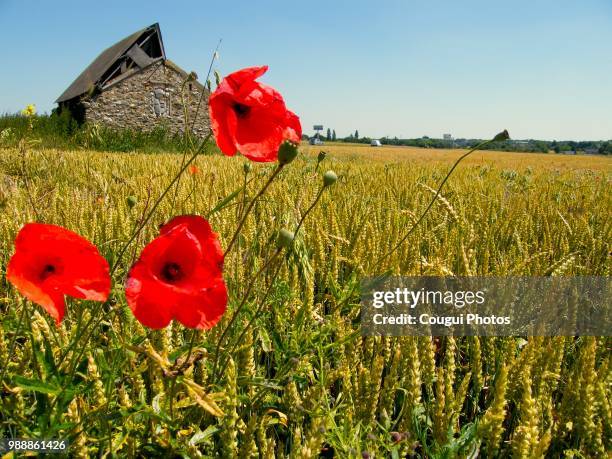 champs et ses coquelicots 2 - ses stock pictures, royalty-free photos & images