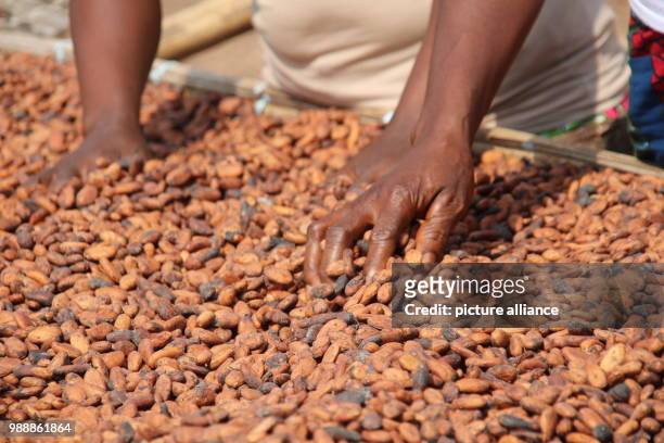 Women dry cocoa beans that were harvested shortly before in the sun in the village Konan Yaokro, Ivory Coast, 1 December 2017. Most chocolate in...