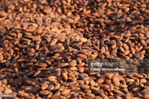Cocoa beans that were harvested shortly before are dried in the sun in the village Konan Yaokro, Ivory Coast, 1 December 2017. Most chocolate in...