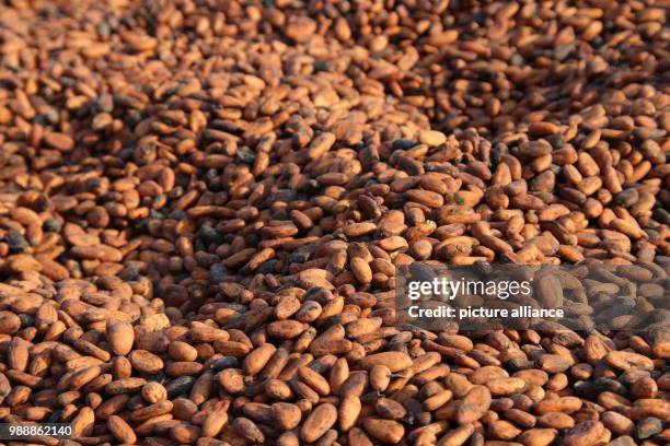 Cocoa beans that were harvested shortly before are dried in the sun in the village Konan Yaokro, Ivory Coast, 1 December 2017. Most chocolate in...