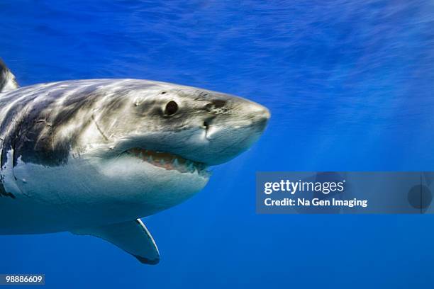 great white shark (carcharodon carcharias) - basilica de guadalupe fotografías e imágenes de stock