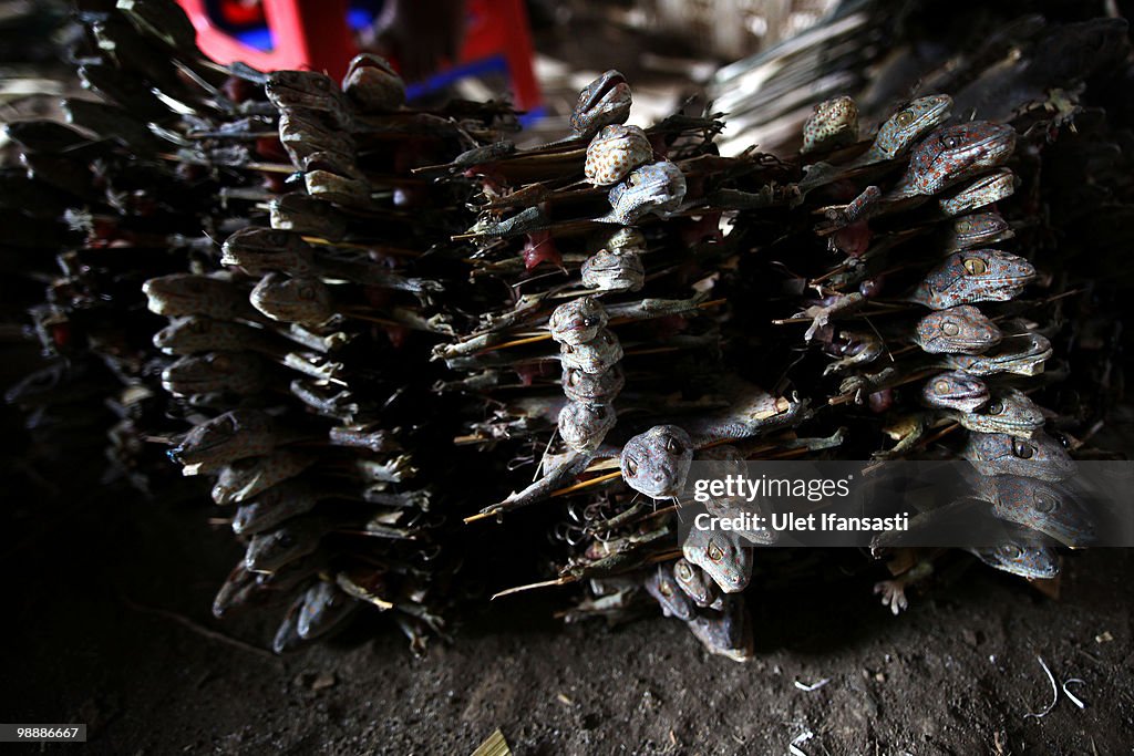 Gecko Meat Skin Care Trade Thrives In Indonesia