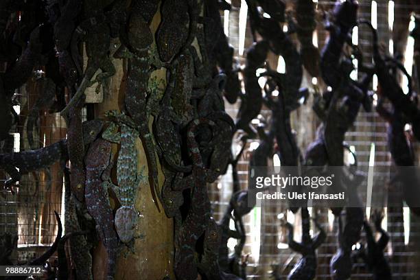Living geckos are held in cage before being killed and dried for export to be used in medicine and skin care products on May 6, 2010 in Probolinggo,...