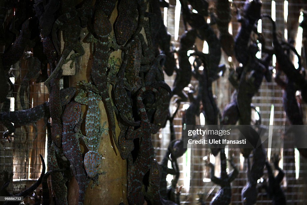 Gecko Meat Skin Care Trade Thrives In Indonesia