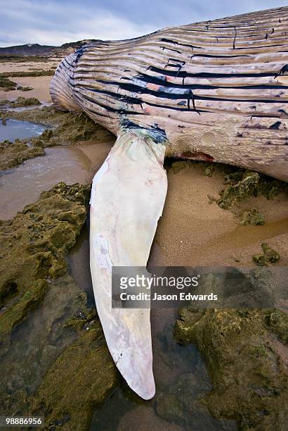 the pectoral fin and enormous carcass of a beached pygmy blue whale. - pinna pettorale foto e immagini stock