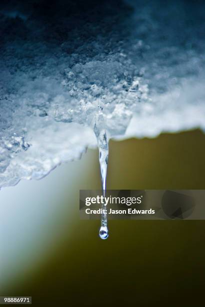 water dripping from an overhang freezes in long delicate icicles. - ijspegel stockfoto's en -beelden