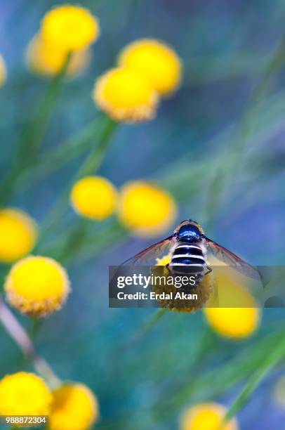 bee - akan stock pictures, royalty-free photos & images