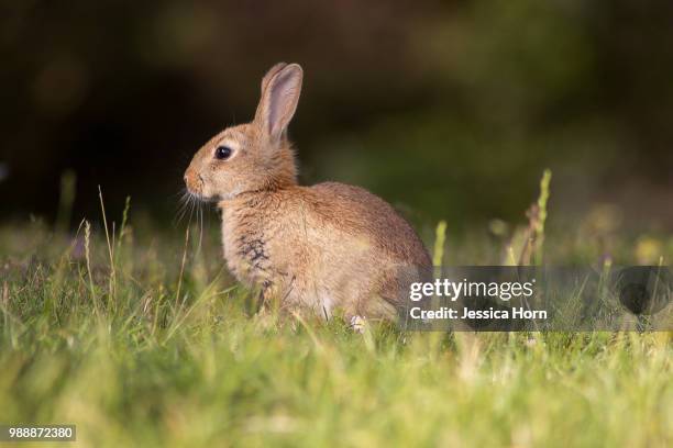 Jesikah Rabbit Jessica Rabbit Photos and Premium High Res Pictures - Getty Images