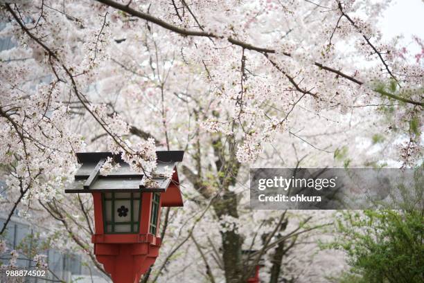 japanese lantern and cherry - japanese lantern foto e immagini stock