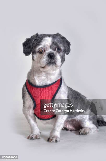 lhasa apso - lhasa apso fotografías e imágenes de stock