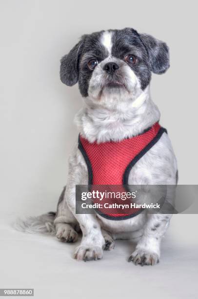 lhasa apso - lhasa apso stock pictures, royalty-free photos & images