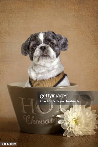 lhasa apso - lhasa apso fotografías e imágenes de stock