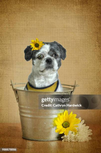 lhasa apso - lhasa apso stock pictures, royalty-free photos & images