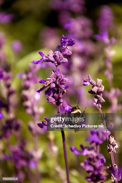 bumblebee (bombus terrestris) pollinates lavender  - newhealth 個照片及�圖片檔