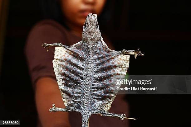 Worker shows a dried gecko ready to be exported and used in medicine and skin care products on May 6, 2010 in Probolinggo, East Java, Indonesia....