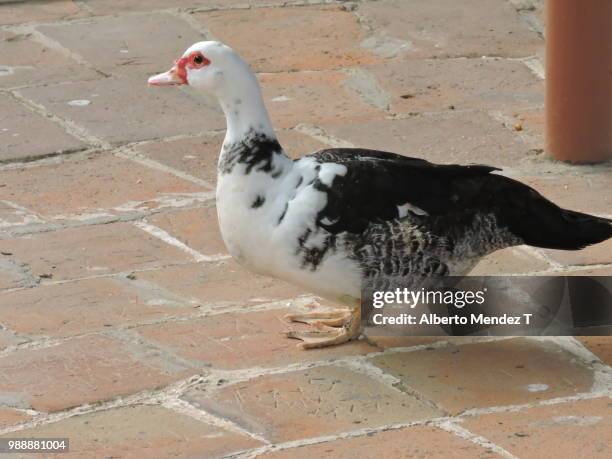 dscn2138.jpg - muscovy duck stock pictures, royalty-free photos & images