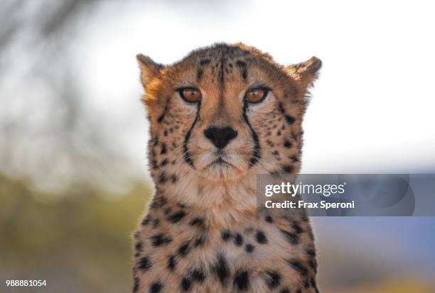 cheetah portrait - cheetah namibia stock pictures, royalty-free photos & images