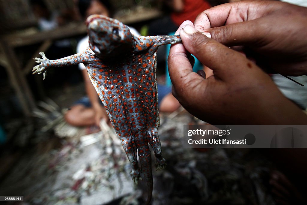 Gecko Meat Skin Care Trade Thrives In Indonesia
