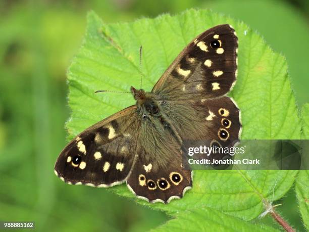 speckled wood - jonathan clark stock-fotos und bilder