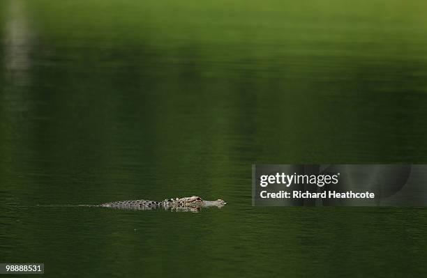 An alligator is seen in the lake near the 16th hole during the first round of THE PLAYERS Championship held at THE PLAYERS Stadium course at TPC...