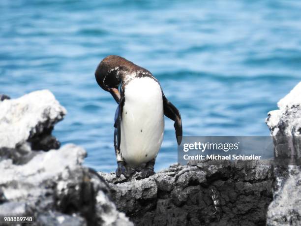 galapagos penguin - galapagos penguin fotografías e imágenes de stock