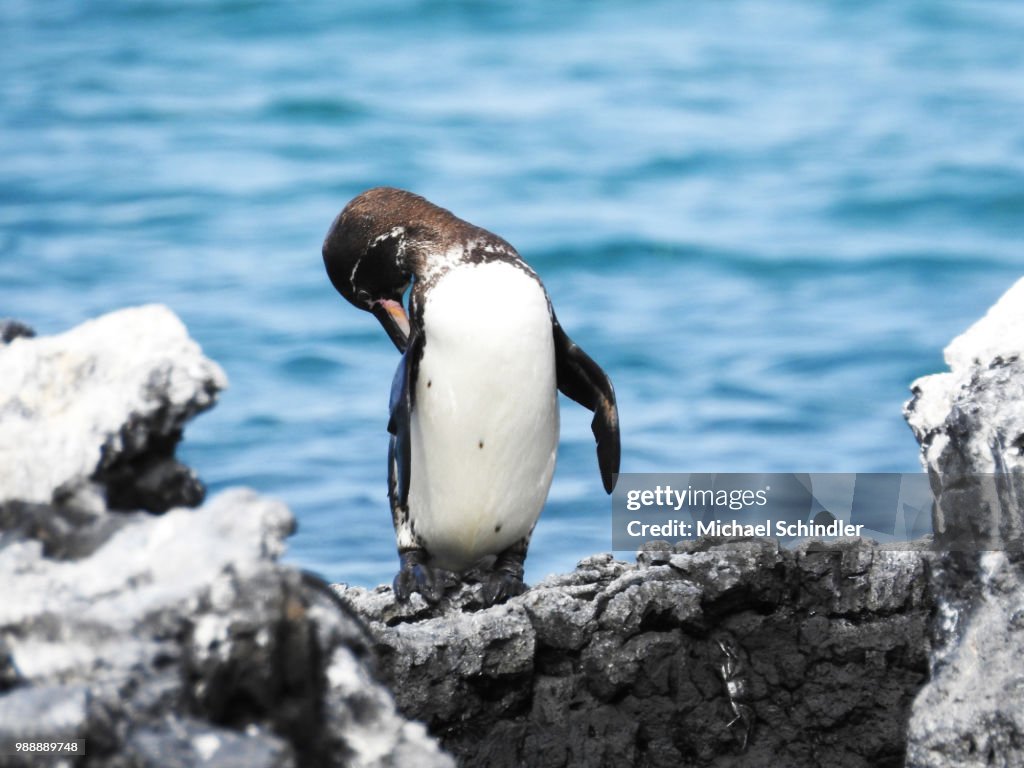 Galapagos Penguin