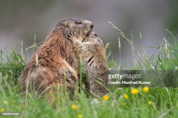 photo by: manfred kuster - marmota stock-fotos und bilder