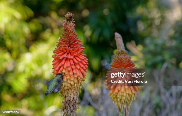humming-bird - humming stock pictures, royalty-free photos & images