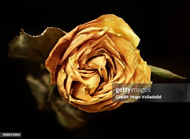 retrato de una flor amarilla - retrato ストックフォトと画像