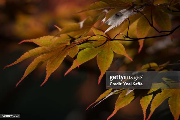 set of maple leafs - kaffe stockfoto's en -beelden